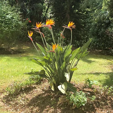 Plein Soleil